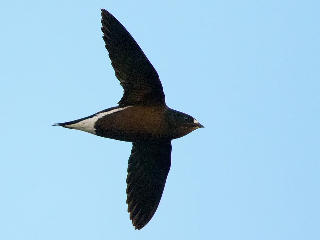 Brown-backed Needletail